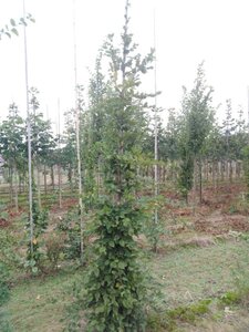 Carpinus betulus 8-10 cm wortelgoed geveerd - afbeelding 3