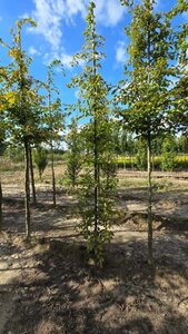 Carpinus betulus 8-10 cm wortelgoed geveerd - afbeelding 7