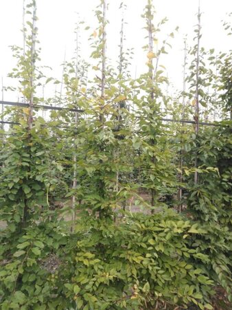 Carpinus betulus 8-10 cm wortelgoed geveerd - afbeelding 5