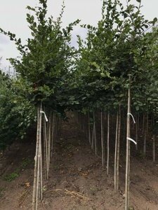 Carpinus betulus 8-10 cm wortelgoed geveerd - afbeelding 8