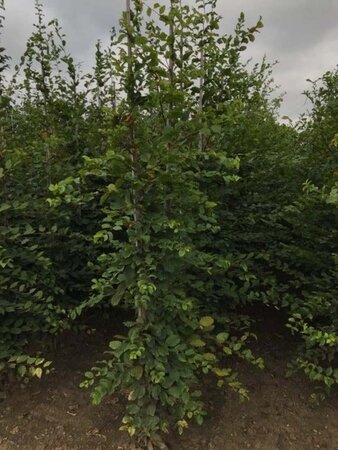 Carpinus betulus 8-10 cm wortelgoed geveerd - afbeelding 2