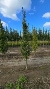 Carpinus bet. 'Fastigiata' 10-12 cm wortelgoed geveerd - afbeelding 2