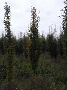 Carpinus bet. 'Fastigiata' 10-12 cm wortelgoed geveerd - afbeelding 4