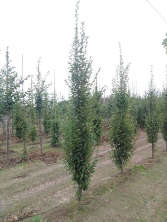 Carpinus bet. 'Fastigiata' 12-14 cm wortelgoed geveerd 2 X verplant - afbeelding 2