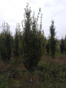 Carpinus bet. 'Fastigiata' 14-16 cm wortelgoed geveerd 3 X verplant - afbeelding 1