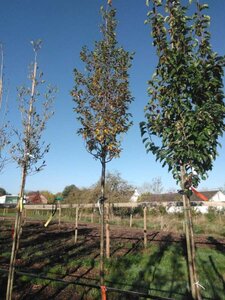 Carpinus bet. 'Frans Fontaine' 12-14 Hoogstam draadkluit 2 X verplant