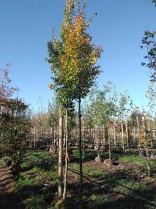 Carpinus bet. 'Frans Fontaine' 14-16 Hoogstam draadkluit 3 X verplant - afbeelding 1