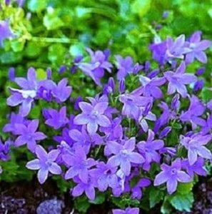 Campanula 'Birch Hybrid' geen maat specificatie 0,55L/P9cm - afbeelding 1