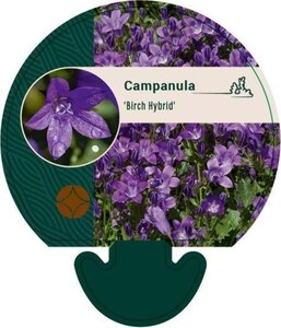 Campanula 'Birch Hybrid' geen maat specificatie 0,55L/P9cm - afbeelding 2