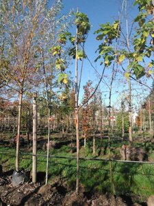 Catalpa bignonioides 10-12 Hoogstam draadkluit