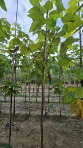 Catalpa bignonioides 10-12 Hoogstam wortelgoed