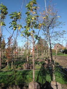 Catalpa bignonioides 12-14 Hoogstam draadkluit 2 X verplant