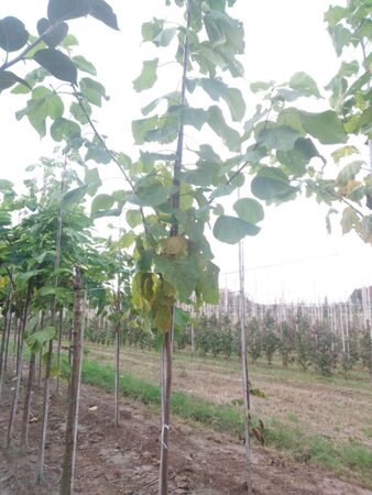 Catalpa bignonioides 12-14 Hoogstam wortelgoed 2 X verplant - afbeelding 1