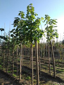 Catalpa bignonioides 12-14 Hoogstam wortelgoed 2 X verplant - afbeelding 3