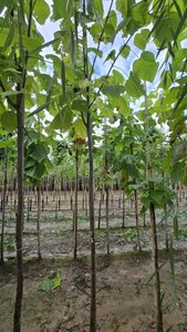 Catalpa bignonioides 12-14 Hoogstam wortelgoed 2 X verplant - afbeelding 2