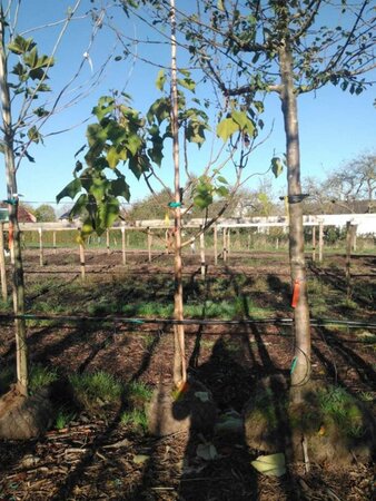 Catalpa bignonioides 14-16 Halfstam draadkluit