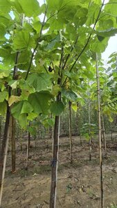 Catalpa bignonioides 14-16 Hoogstam wortelgoed 2 X verplant - afbeelding 2