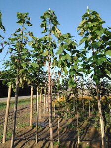 Catalpa bignonioides 16-18 Hoogstam draadkluit 3 X verplant - afbeelding 3