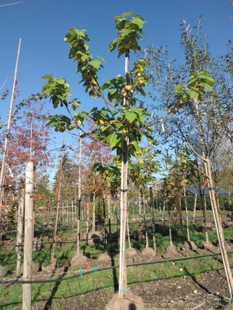 Catalpa bignonioides 18-20 Hoogstam draadkluit 3 X verplant - afbeelding 3