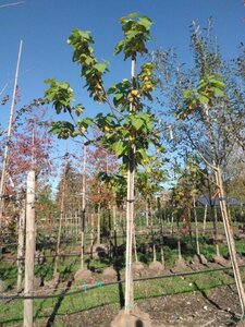 Catalpa bignonioides 18-20 Hoogstam draadkluit 3 X verplant - afbeelding 3