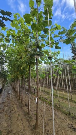 Catalpa bignonioides 18-20 Hoogstam draadkluit 3 X verplant - afbeelding 2