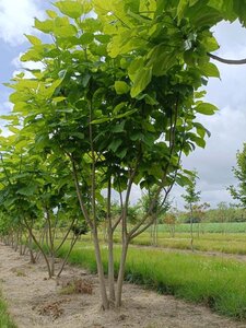 Catalpa bignonioides 200-250 cm draadkluit meerstammig - afbeelding 1