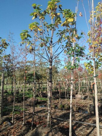 Catalpa bignonioides 20-25 Hoogstam draadkluit 3 X verplant - afbeelding 1