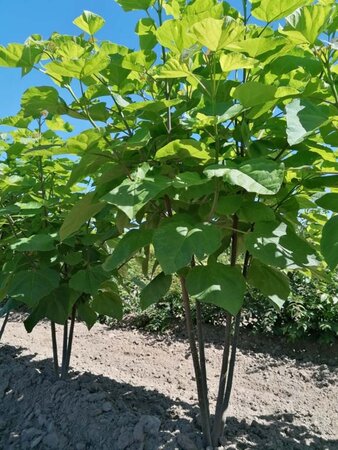 Catalpa bignonioides 250-300 cm draadkluit meerstammig - afbeelding 3