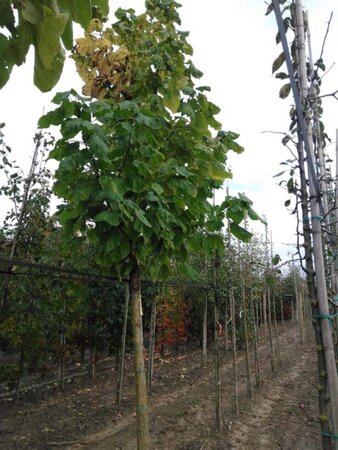 Catalpa bignonioides 25-30 Hoogstam draadkluit 3 X verplant