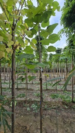 Catalpa bignonioides 6-8 Hoogstam wortelgoed - afbeelding 1