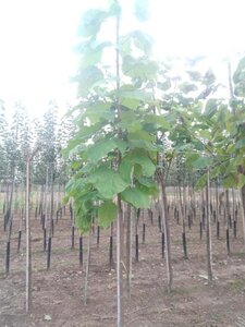 Catalpa bignonioides 8-10 Hoogstam wortelgoed - afbeelding 2