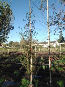 Carpinus bet. 'Lucas' 10-12 cm draadkluit geveerd - afbeelding 4