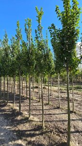 Carpinus bet. 'Lucas' 10-12 cm wortelgoed geveerd - afbeelding 2