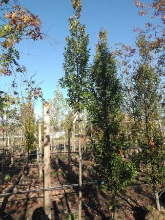 Carpinus bet. 'Lucas' 12-14 Hoogstam draadkluit 2 X verplant - afbeelding 1