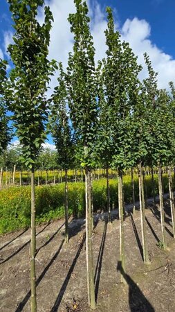 Carpinus bet. 'Lucas' 12-14 Hoogstam wortelgoed 2 X verplant - afbeelding 1