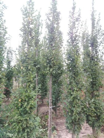 Carpinus bet. 'Lucas' 12-14 Hoogstam wortelgoed 2 X verplant - afbeelding 2