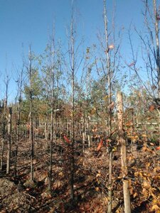 Carpinus bet. 'Lucas' 14-16 cm draadkluit geveerd 3 X verplant