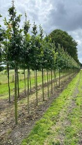 Carpinus bet. 'Lucas' 14-16 Hoogstam draadkluit 3 X verplant - afbeelding 3