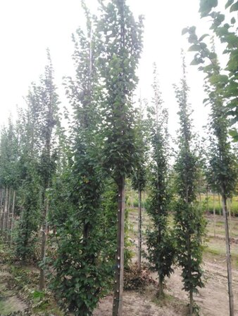 Carpinus bet. 'Lucas' 14-16 Hoogstam wortelgoed 2 X verplant - afbeelding 2