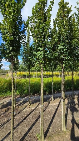 Carpinus bet. 'Lucas' 14-16 Hoogstam wortelgoed 2 X verplant - afbeelding 1