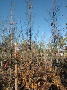 Carpinus bet. 'Lucas' 16-18 cm draadkluit geveerd 3 X verplant