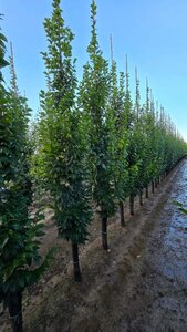 Carpinus bet. 'Lucas' 8-10 cm wortelgoed geveerd - afbeelding 5