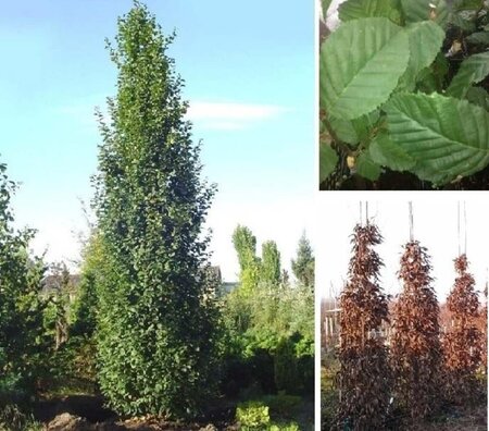 Carpinus bet. 'Lucas' 8-10 cm wortelgoed geveerd - afbeelding 1