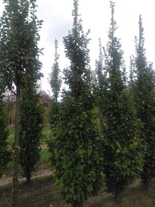 Carpinus bet. 'Lucas' 8-10 cm wortelgoed geveerd - afbeelding 4