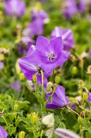 Campanula c. 'Blaue Clips' geen maat specificatie 0,55L/P9cm - afbeelding 1