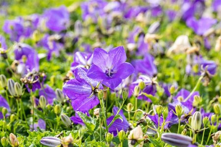 Campanula c. 'Blaue Clips' geen maat specificatie 0,55L/P9cm - afbeelding 2