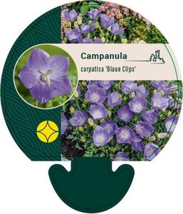 Campanula c. 'Blaue Clips' geen maat specificatie 0,55L/P9cm - afbeelding 3