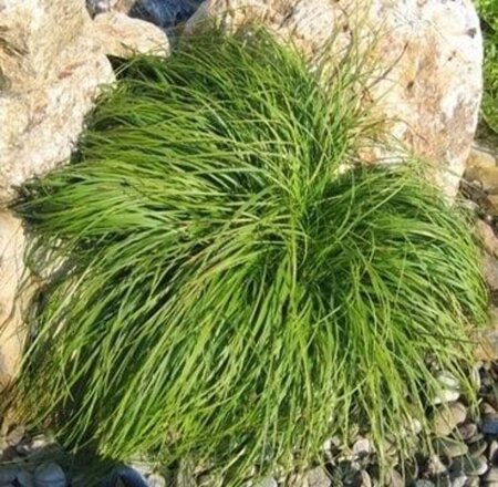 Carex caryophyllea 'the Beatles' geen maat specificatie 0,55L/P9cm - afbeelding 4