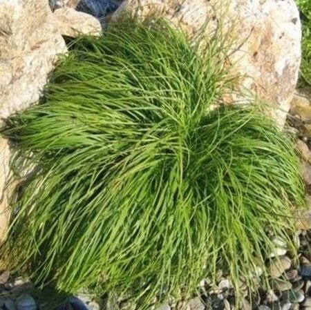 Carex caryophyllea 'the Beatles' geen maat specificatie 0,55L/P9cm - image 3