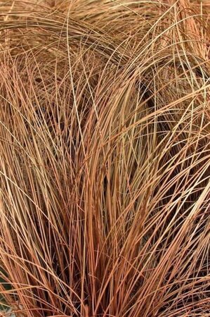 Carex comans 'Bronco' geen maat specificatie 0,55L/P9cm - afbeelding 2